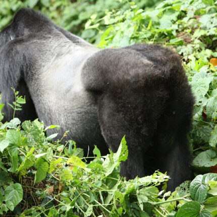 10 Days Best of Rwanda Safari