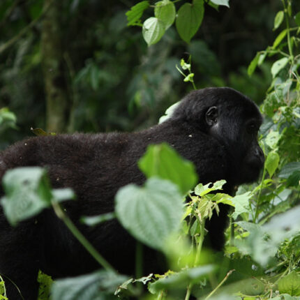 4 Days Rwanda Gorilla Safari