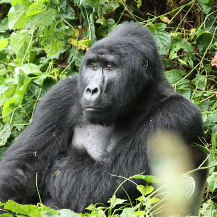 7 Days Rwanda Safari