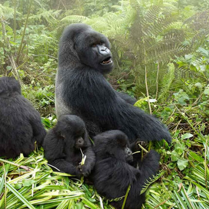 Rwanda Gorilla Family